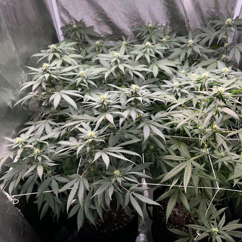 BbMoon x Mimosa growlog timeline photo