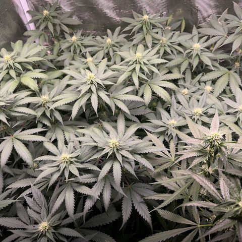 BbMoon x Mimosa growlog timeline photo