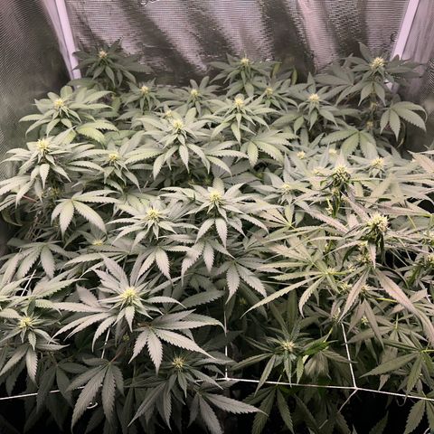BbMoon x Mimosa growlog timeline photo