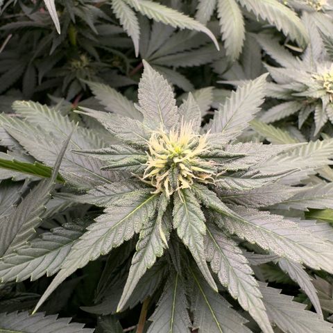 BbMoon x Mimosa growlog timeline photo