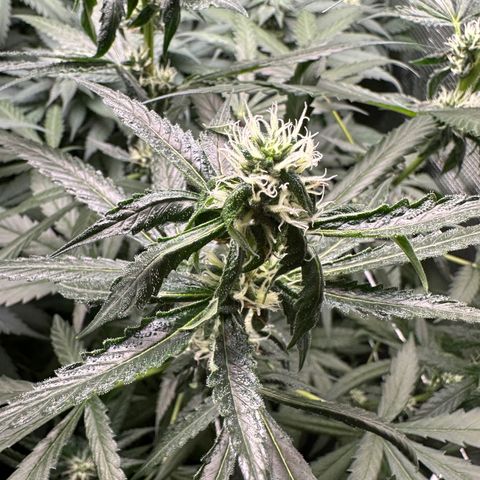 BbMoon x Mimosa growlog timeline photo