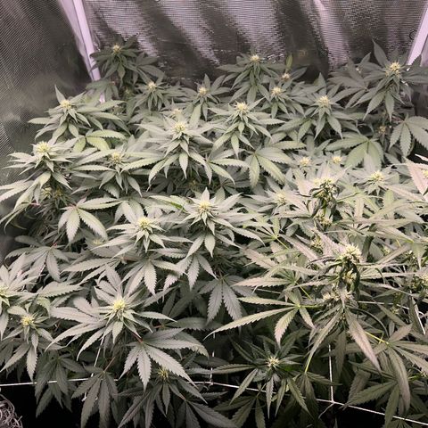 BbMoon x Mimosa growlog timeline photo