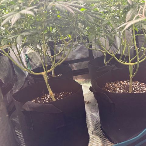 BbMoon x Mimosa growlog timeline photo