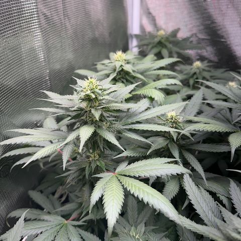 BbMoon x Mimosa growlog timeline photo