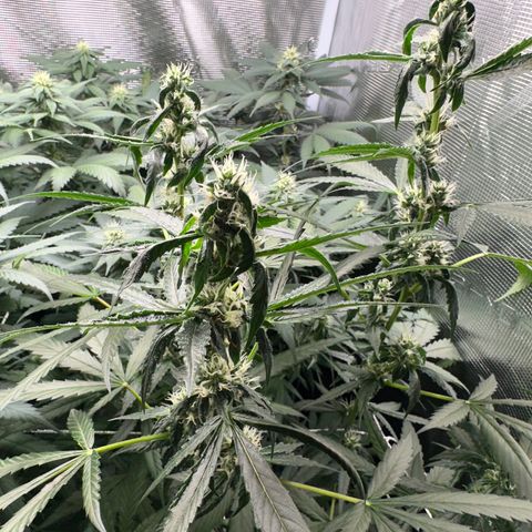 BbMoon x Mimosa growlog timeline photo