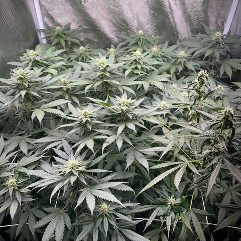 BbMoon x Mimosa growlog timeline photo