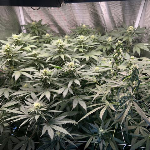 BbMoon x Mimosa growlog timeline photo