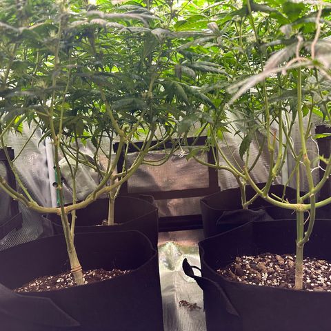 BbMoon x Mimosa growlog timeline photo