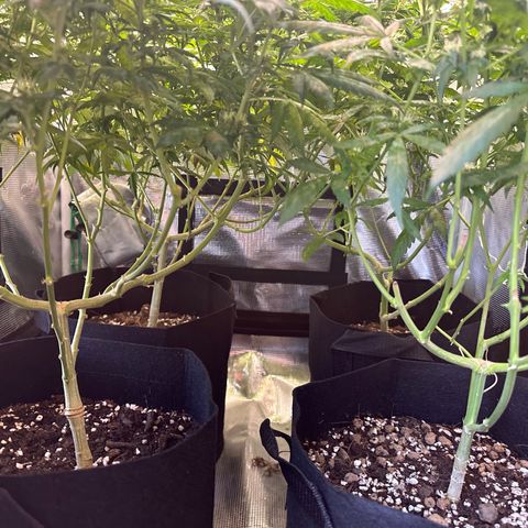 BbMoon x Mimosa growlog timeline photo