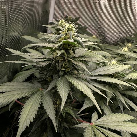 BbMoon x Mimosa growlog timeline photo