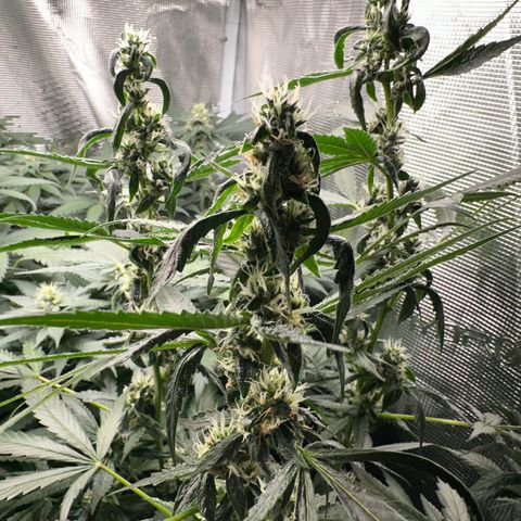 BbMoon x Mimosa growlog timeline photo
