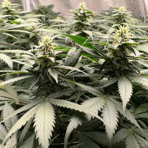 BbMoon x Mimosa growlog timeline photo