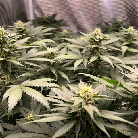 BbMoon x Mimosa growlog timeline photo