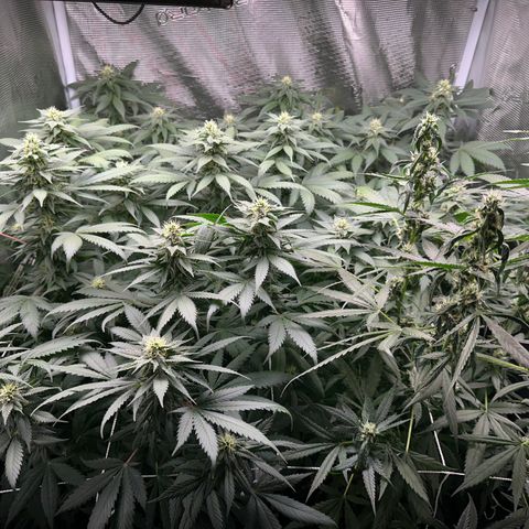 BbMoon x Mimosa growlog timeline photo