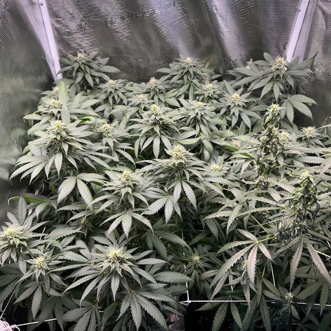 BbMoon x Mimosa growlog timeline photo