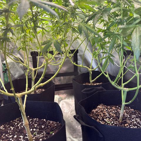 BbMoon x Mimosa growlog timeline photo