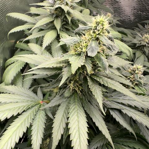 BbMoon x Mimosa growlog timeline photo