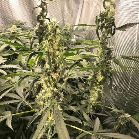 BbMoon x Mimosa growlog timeline photo