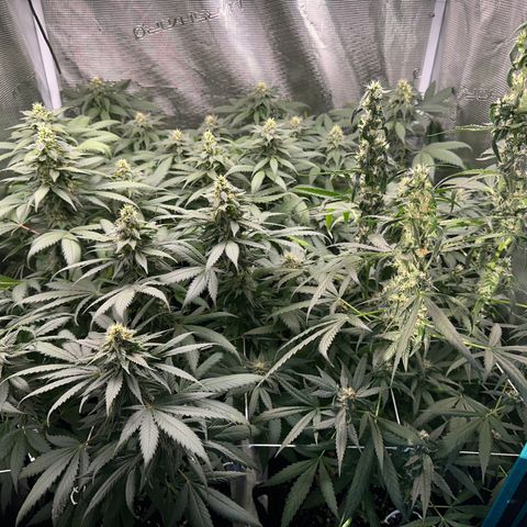 BbMoon x Mimosa growlog timeline photo