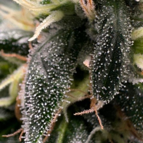 BbMoon x Mimosa growlog timeline photo