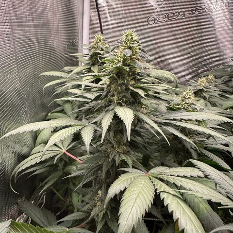 BbMoon x Mimosa growlog timeline photo