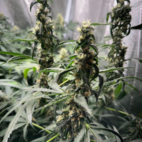 BbMoon x Mimosa growlog timeline photo