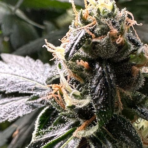 BbMoon x Mimosa growlog timeline photo