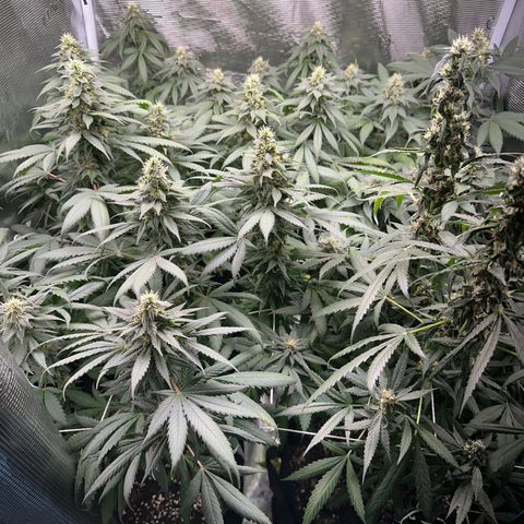 BbMoon x Mimosa growlog timeline photo