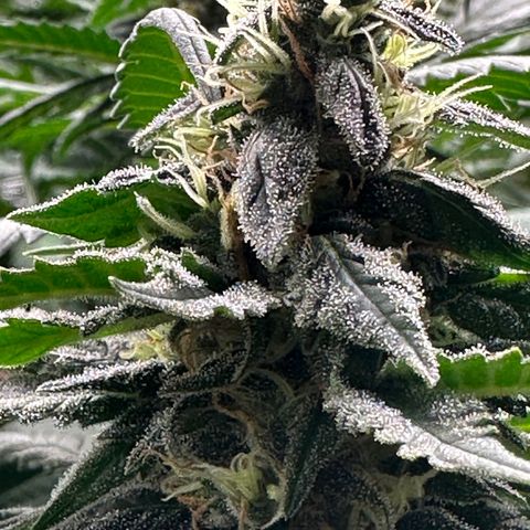BbMoon x Mimosa growlog timeline photo