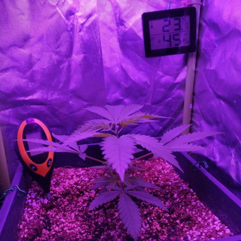 Special Kush 1  growlog photo: FIM