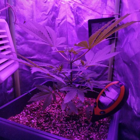 Special Kush 1  growlog timeline photo