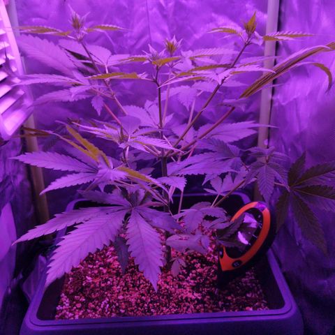 Special Kush 1  growlog timeline photo