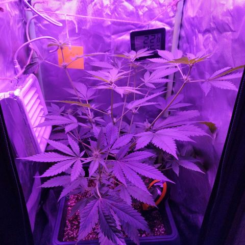 Special Kush 1  growlog timeline photo