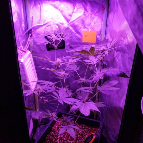 Special Kush 1  growlog timeline photo