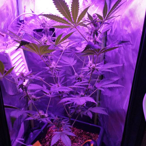 Special Kush 1  growlog timeline photo