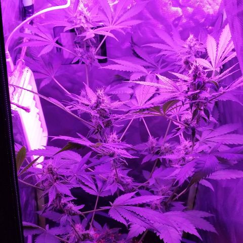 Special Kush 1  growlog timeline photo