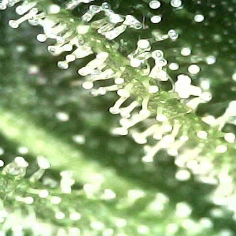 Special Kush 1  growlog timeline photo