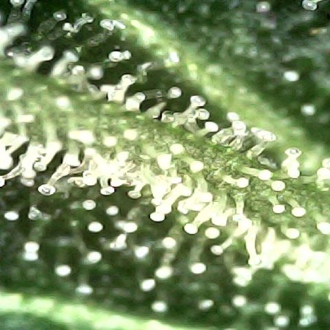 Special Kush 1  growlog timeline photo