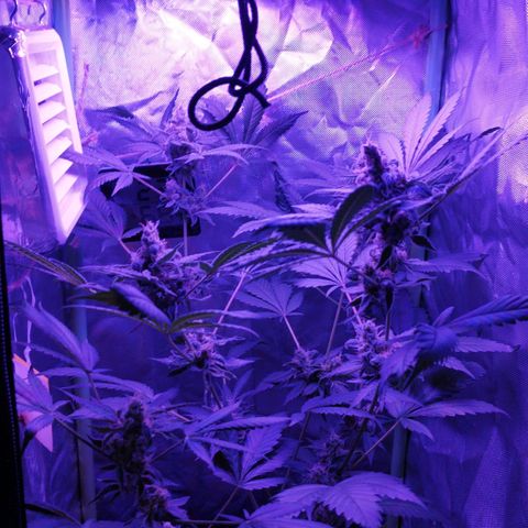 Special Kush 1  growlog timeline photo