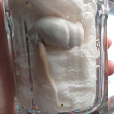 Genética desconocida growlog photo: Planta 2 Ucrania.

Ya fue regada. Creció el doble de su tamaño anterior.