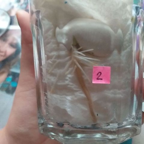 Genética desconocida growlog photo: Planta 2 Ucrania:

Su raíz principal esta al Fondo del vaso. Esta desarrollando más raíces.
