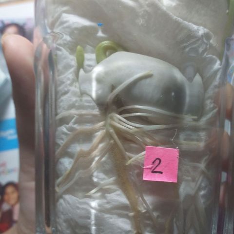 Genética desconocida growlog photo: Planta 2 Ucrania:

Creció un poco más. Su hoja esta por salir.
