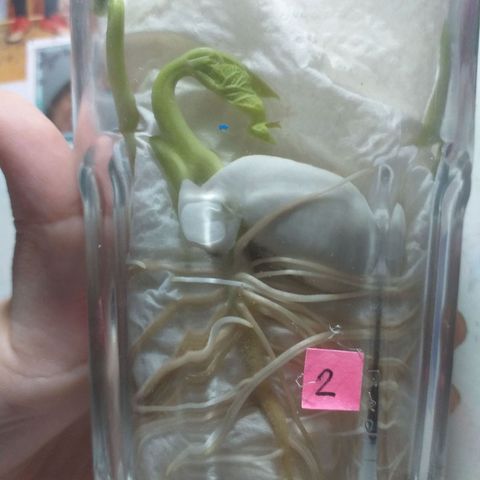 Genética desconocida growlog timeline photo