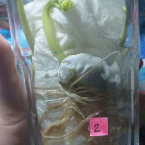 Genética desconocida growlog timeline photo