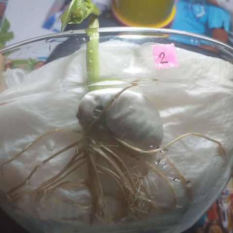 Genética desconocida growlog timeline photo