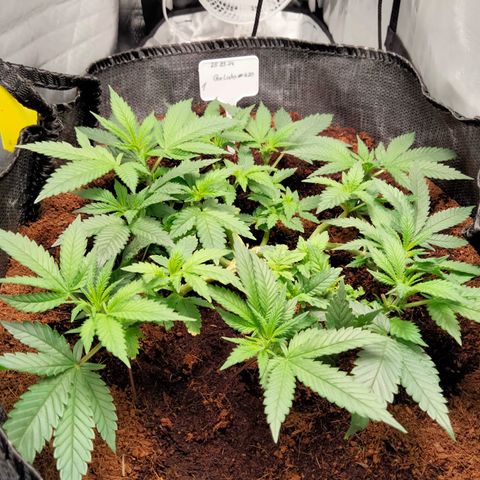 Gelato #420 growlog timeline photo