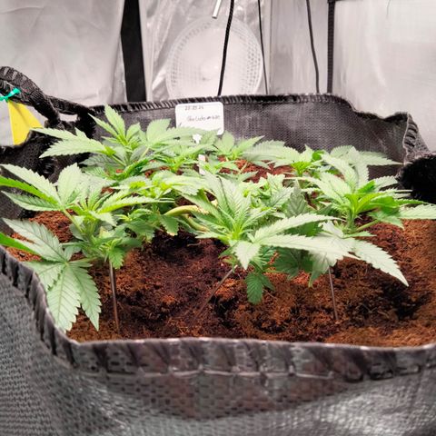 Gelato #420 growlog timeline photo
