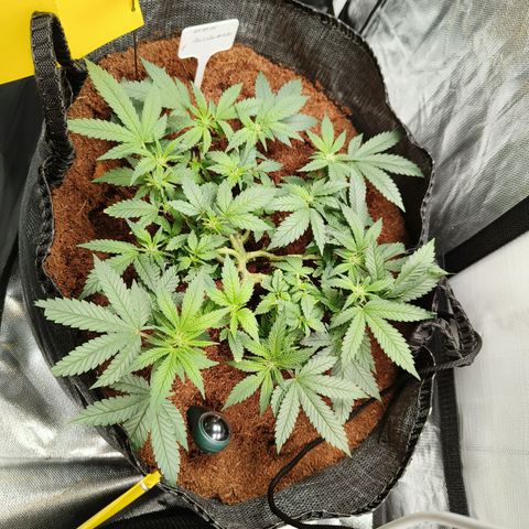 Gelato #420 growlog timeline photo