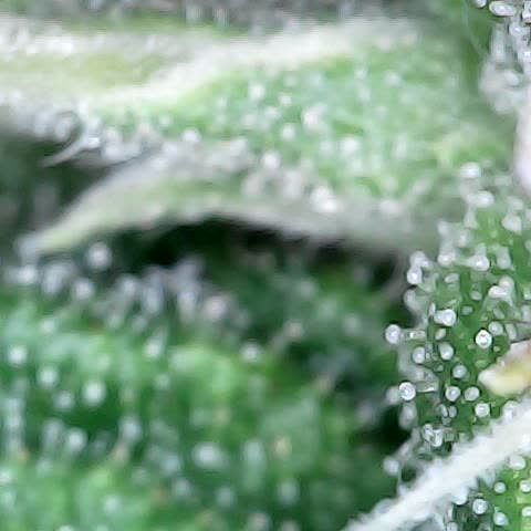 Gelato #420 growlog timeline photo