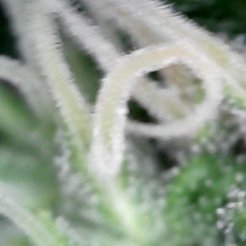 Gelato #420 growlog timeline photo